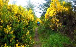 stottlemeyer-trail-singletrack