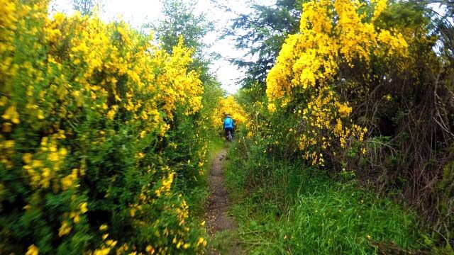 stottlemeyer-trail-singletrack