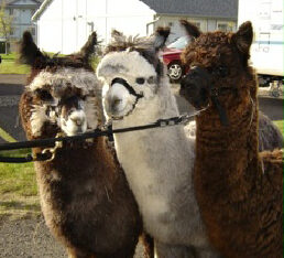 Sawdust Hill Alpaca Farm