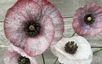 Business Spotlight: Petal & Pitchfork Farm