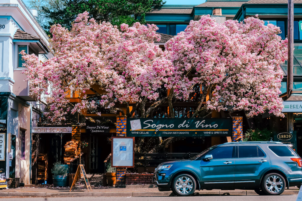 Downtown Poulsbo Magnolia Tree