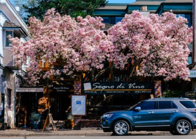 The magnolia tree downtown Poulsbo in full spring bloom. Photo by Shiloh Schroeder.